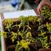 Patrons grab free potted plants during the Mayor's Green Fair on Friday, June 14. Daniel Brenner I AnnArbor.com